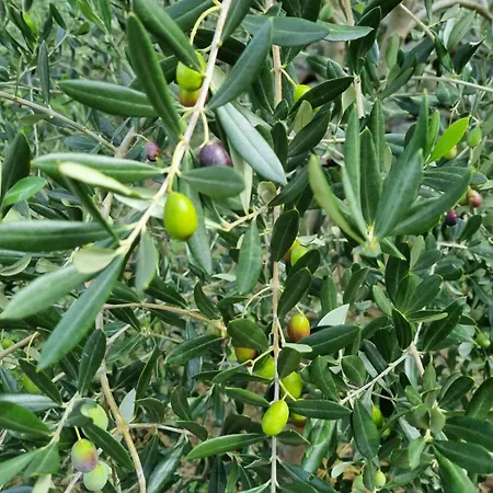 Agriturismo La Stradaccia Bauernhof *