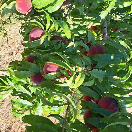Agriturismo La Stradaccia Bauernhof Ginestreto