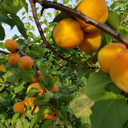 팜스테이 La Stradaccia Ginestreto